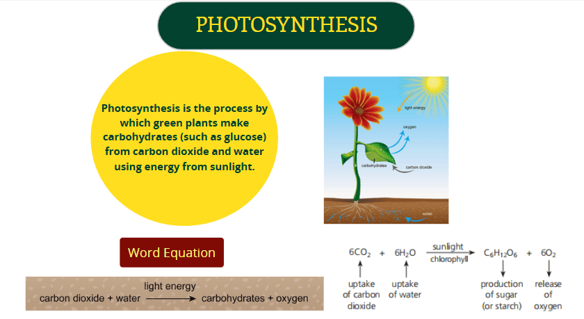 Maria Aslam Biology teaching gallery image 3