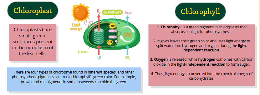 Maria Aslam Biology teaching gallery image 4